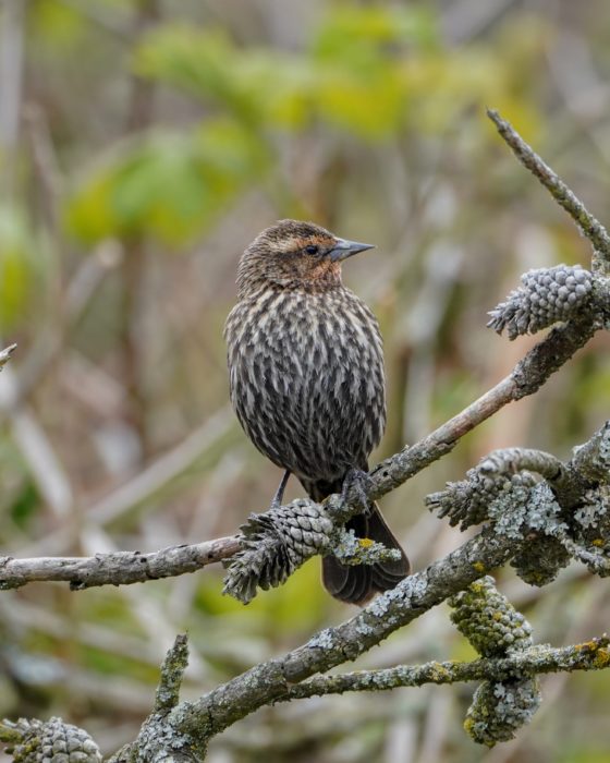 Female Red-winged Blackbird