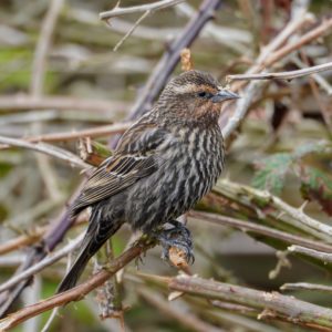 Red-winged Blackbird, female