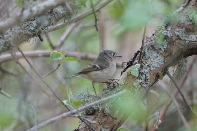 Ruby-crowned Kinglet