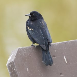 Red-winged Blackbird, male