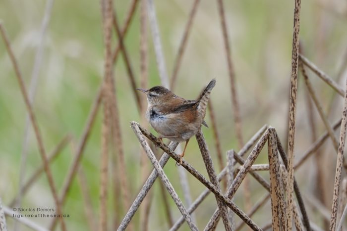 Marsh Wren