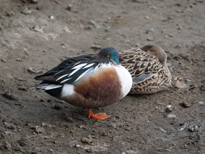 Northern Shovelers