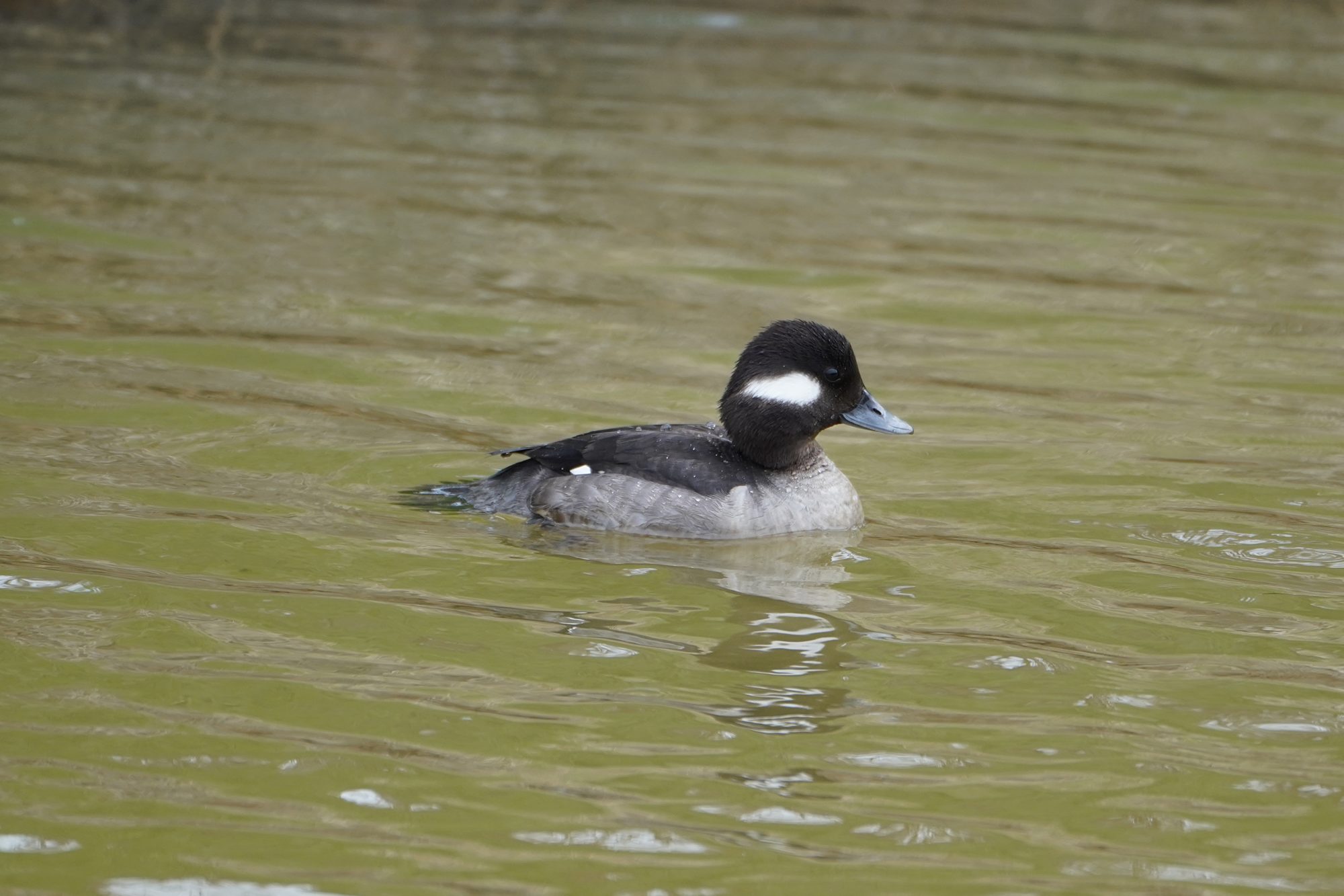 Female Bufflehead