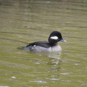 Female Bufflehead