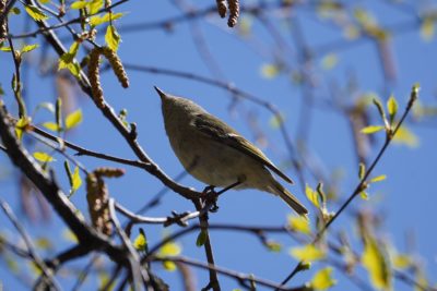 Ruby-crowned Kinglet