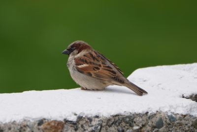 House Sparrow