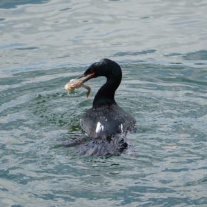 Pelagic Cormorant with crab