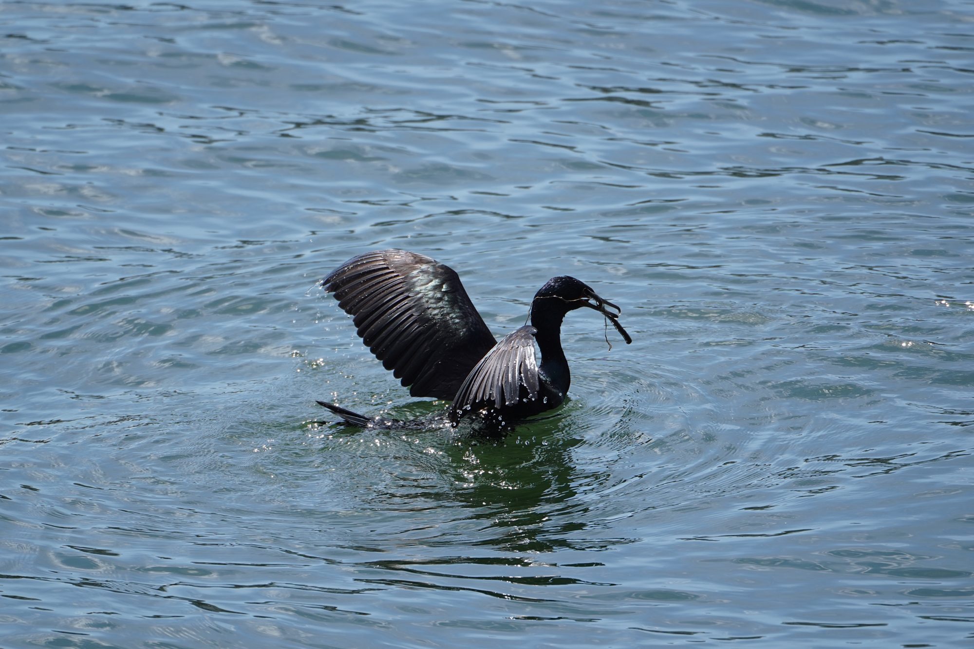 Pelagic Cormorant