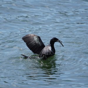 Pelagic Cormorant