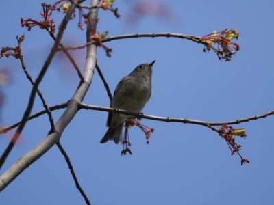 Ruby-crowned Kinglet