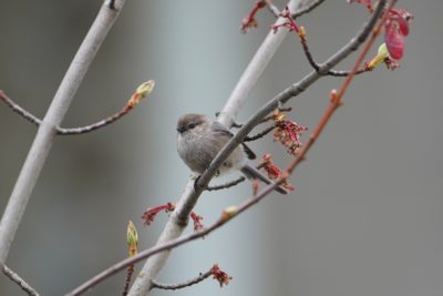 American Bushtit, male