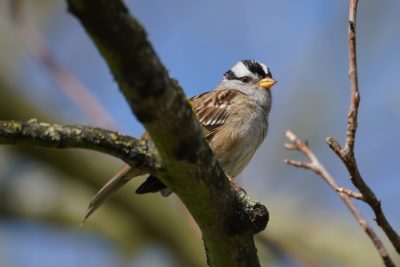 White-crowned Sparrow