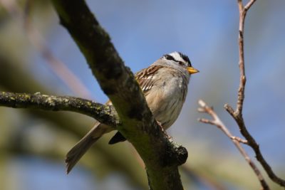 White-crowned Sparrow