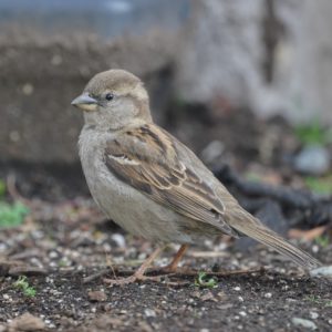 House Sparrow