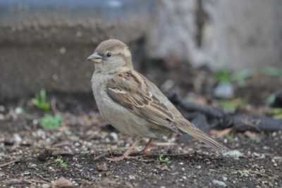 House Sparrow