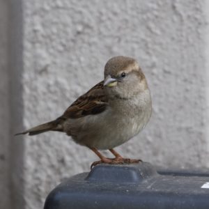 House Sparrow