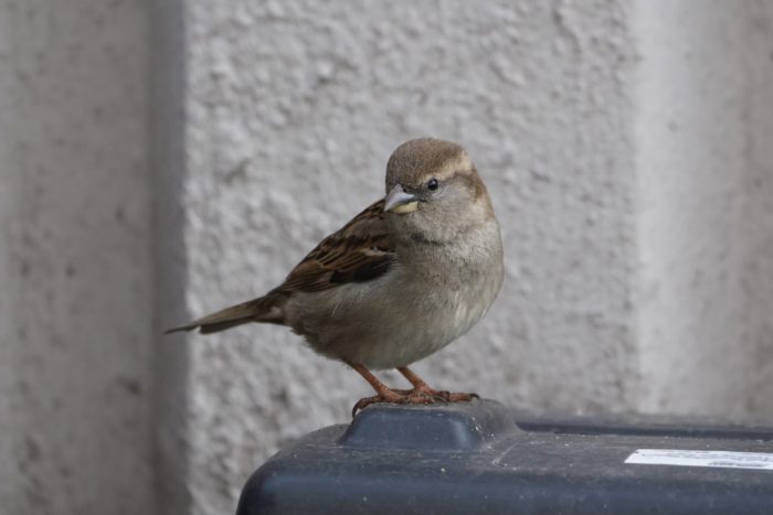 House Sparrow