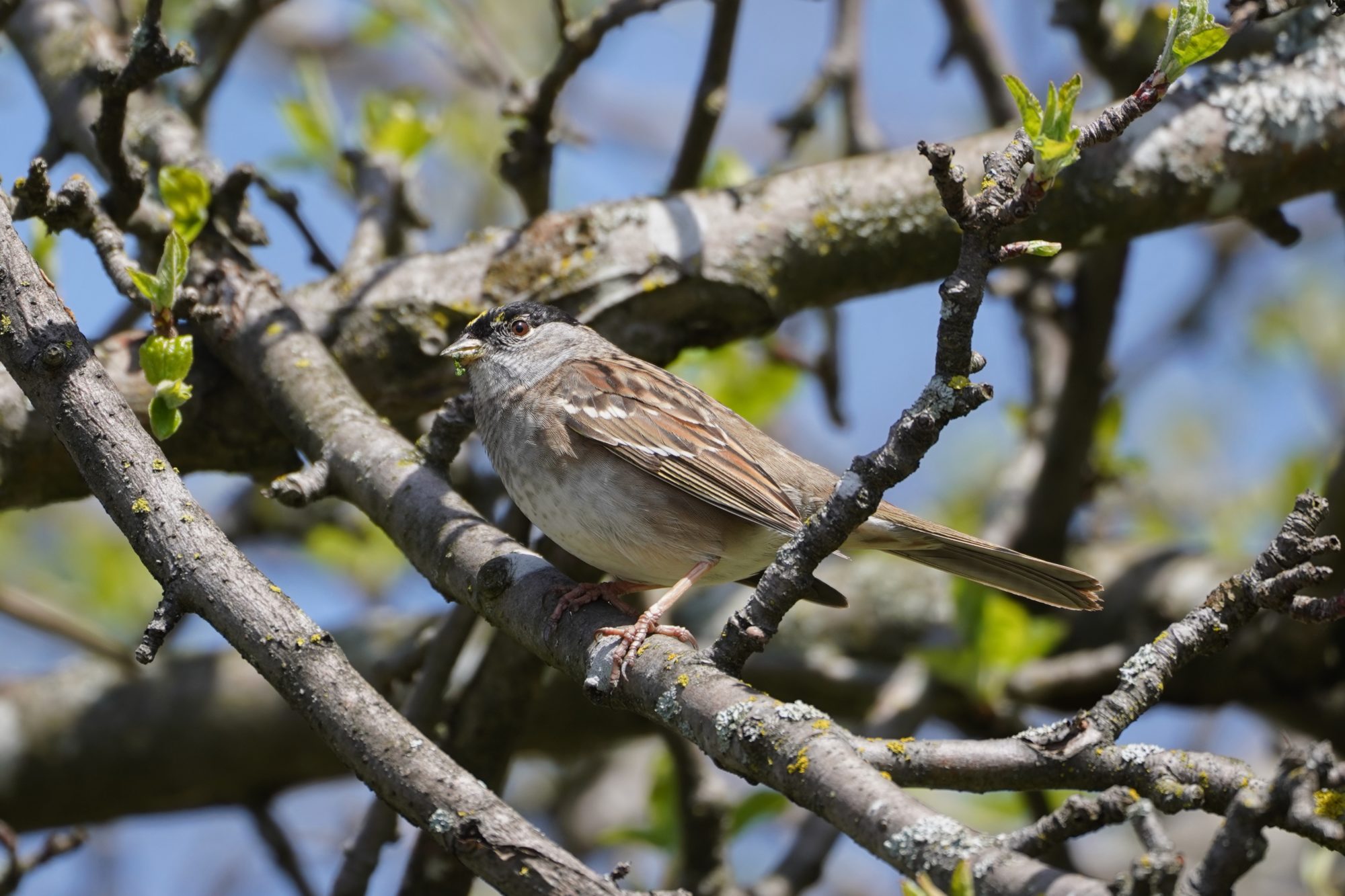 Golden-crowned Sparrow