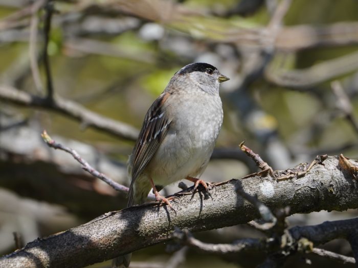 Golden-crowned Sparrow