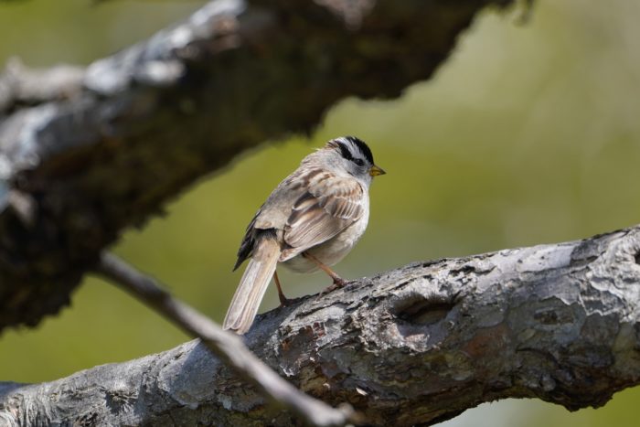 White-crowned Sparrow