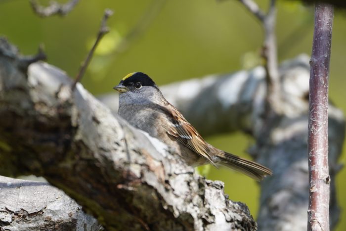 Golden-crowned Sparrow