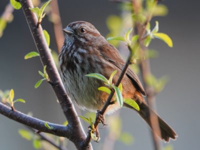 Song Sparrow