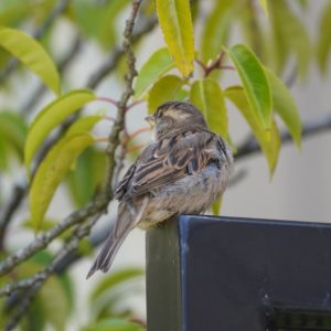 House Sparrow