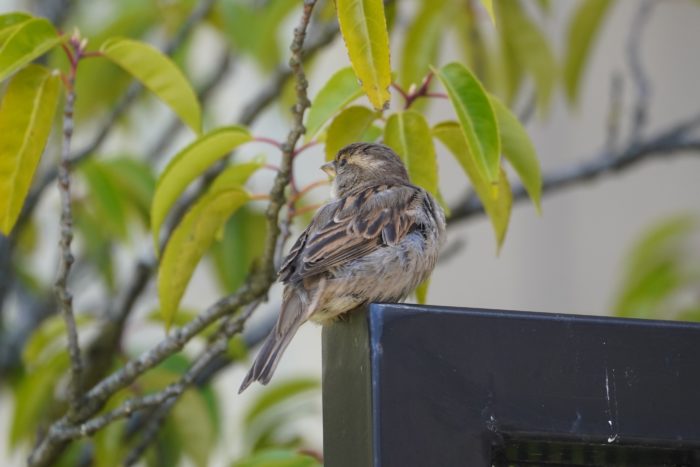 House Sparrow