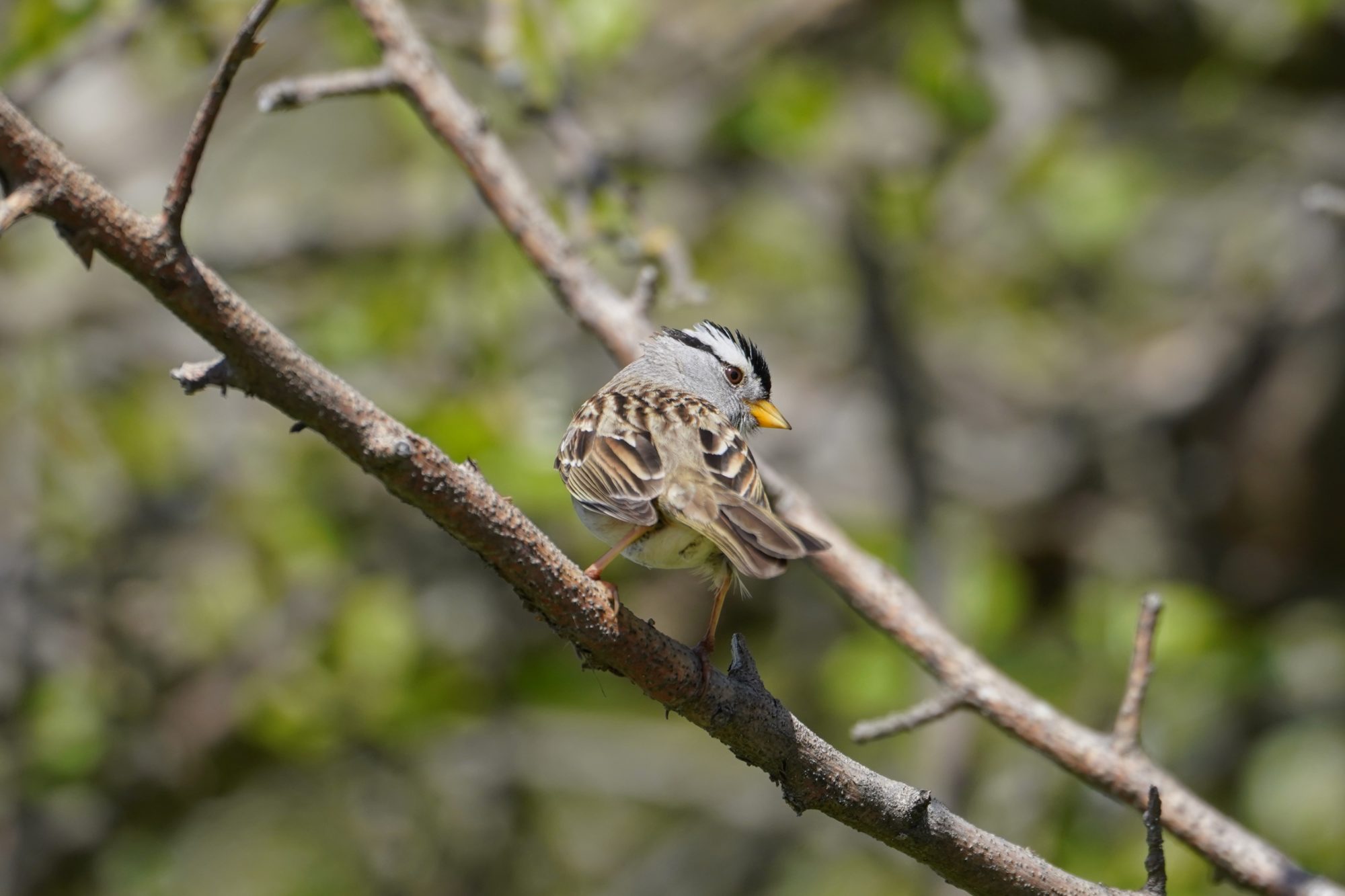 White-crowned Sparrow