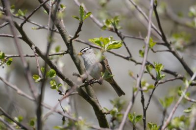 White-crowned Sparrow