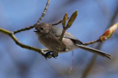 American Bushtit