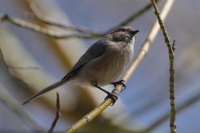 American Bushtit