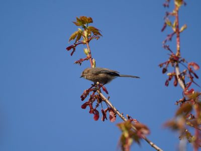 American Bushtit