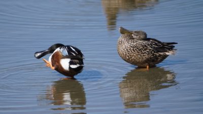 Northern Shovelers