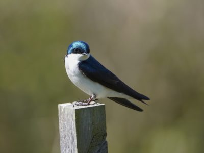 Tree Swallow