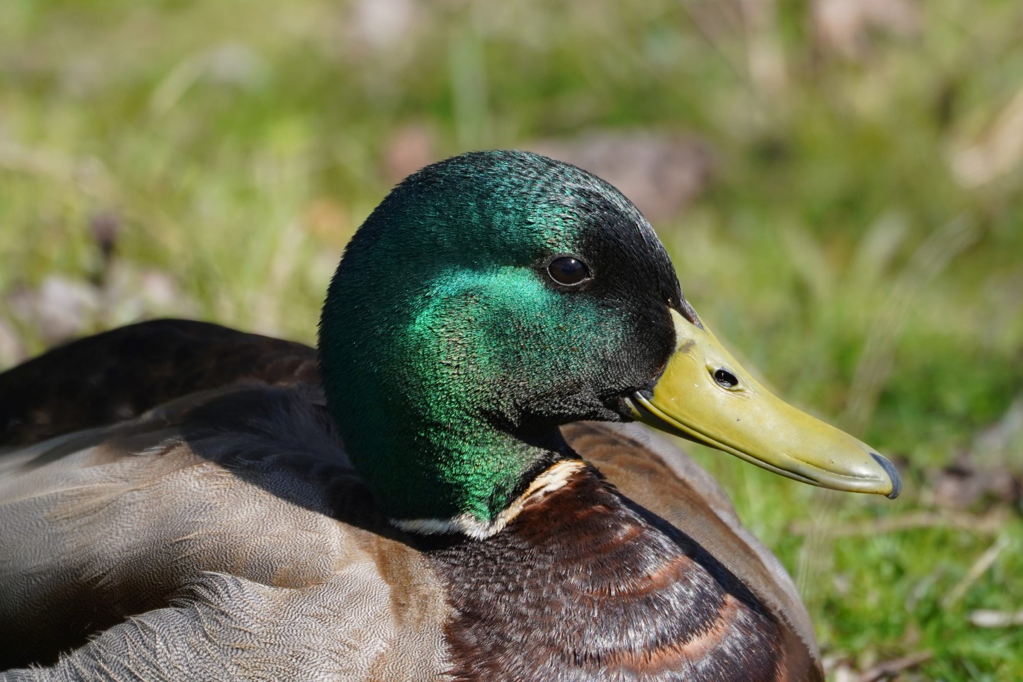 Mallard Duck, male