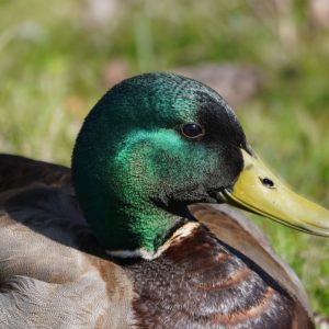Mallard Duck, male
