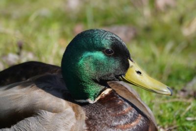 Mallard Duck, male