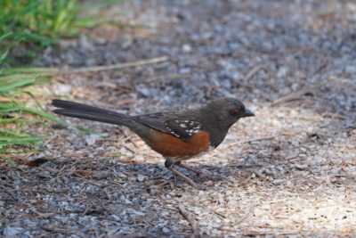 Spotted Towhee, female