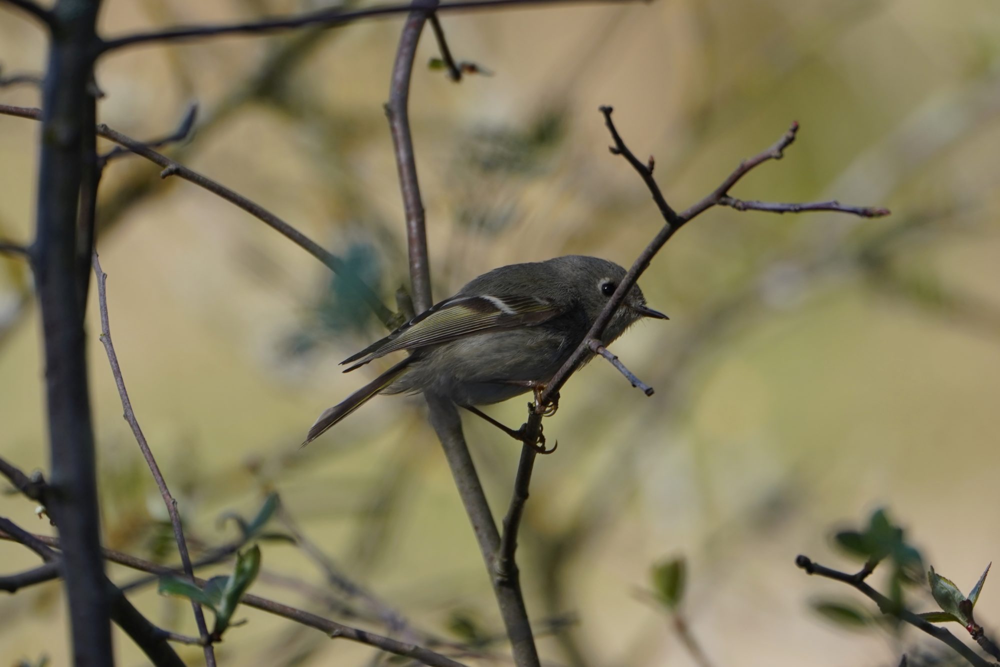 Ruby-crowned Kinglet