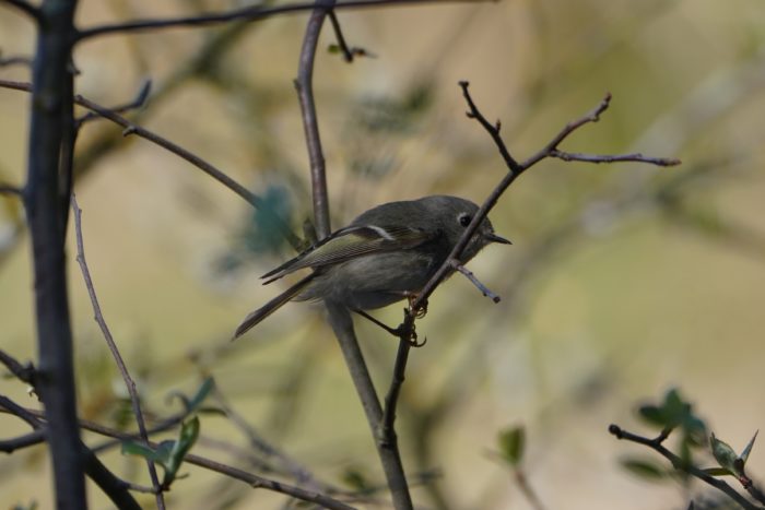 Ruby-crowned Kinglet