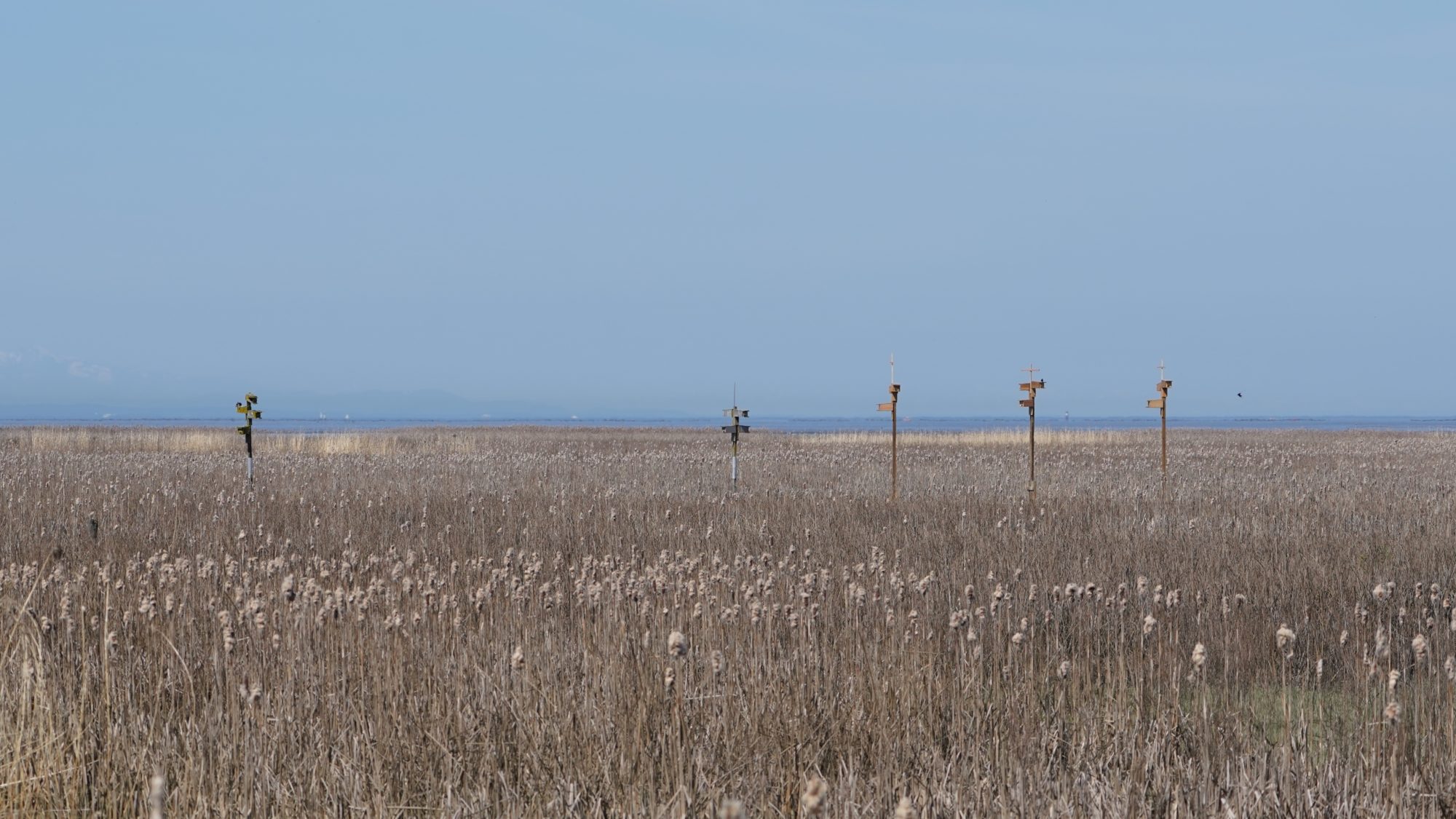 Bird condos