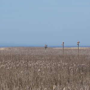Bird condos