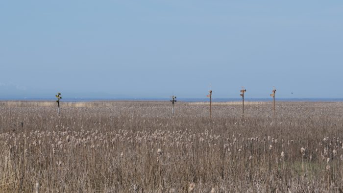 Bird condos