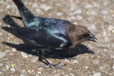 Brown-headed Cowbird, male