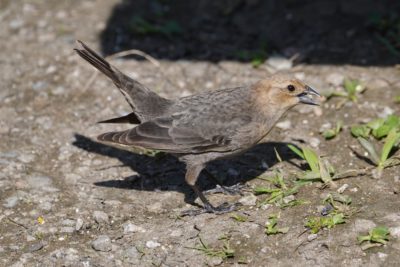 Brown-headed Cowbird, female