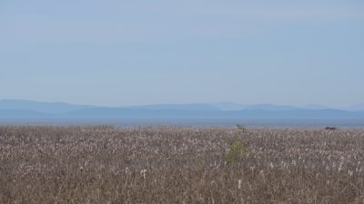 View over the marshes