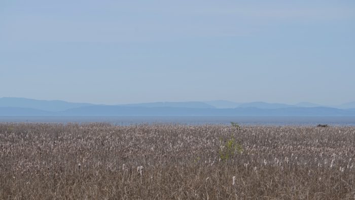 View over the marshes