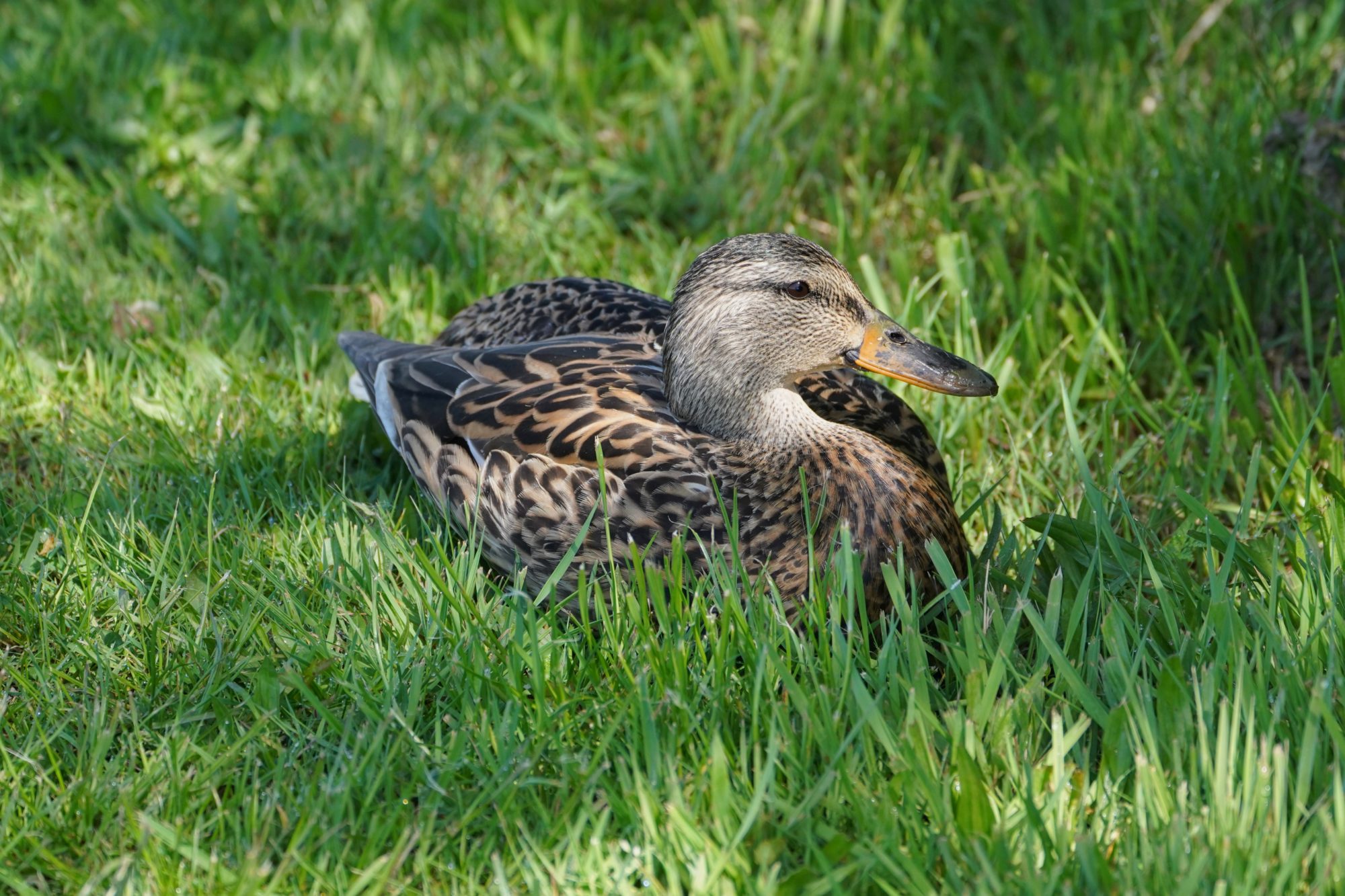 Mallard Duck, female