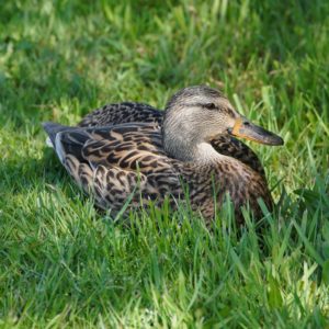 Mallard Duck, female